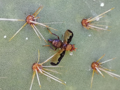 Diacrita costalis