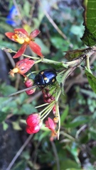 Labidomera suturella