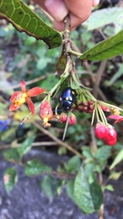 Labidomera suturella