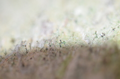 Chaenotheca trichialis