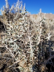Tetradymia stenolepis