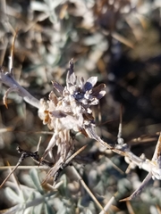Tetradymia stenolepis
