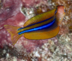 Plagiotremus ewaensis