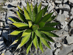 Agave obscura