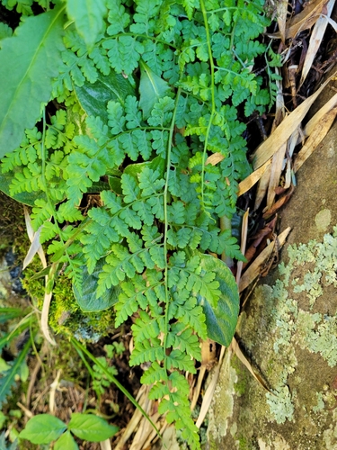 Athyrium atkinsonii iNat (2)