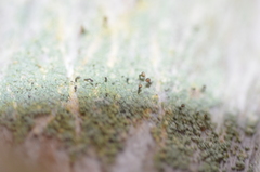 Chaenotheca trichialis