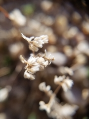 Ericameria cuneata