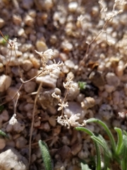 Ericameria cuneata