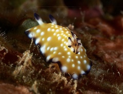 Goniobranchus vibratus