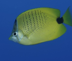 Chaetodon miliaris