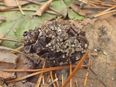 Tapesia strobilicola