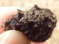 Tapesia strobilicola