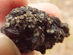 Tapesia strobilicola