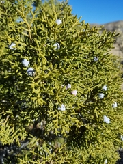 Juniperus californica