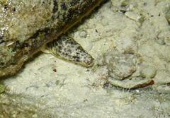 Marbled Moray photo 4