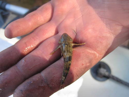 Koshewnikow's Sculpin