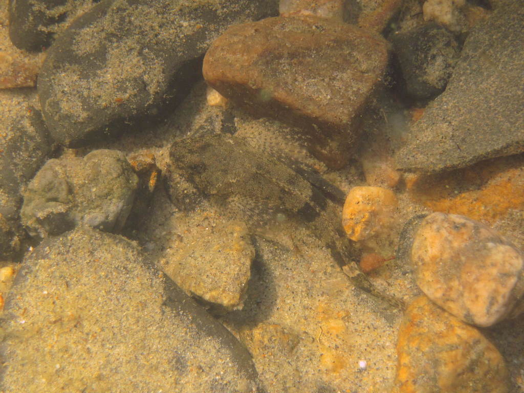 Volga Sculpin