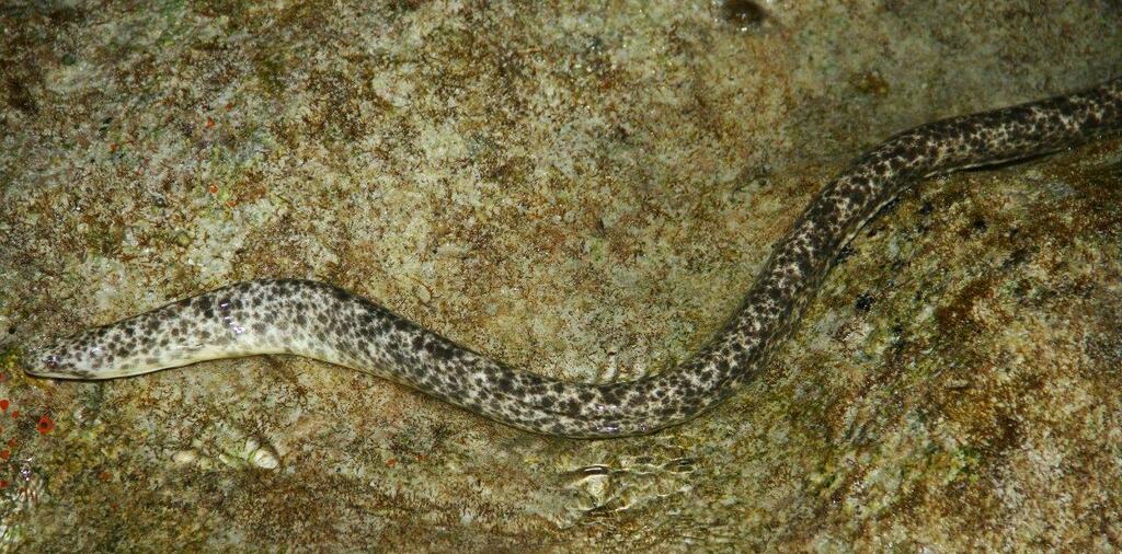 Marbled eel (Uropterygius marmoratus) — Muraenidae