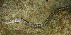 Marbled Moray photo 5