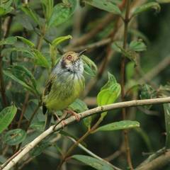 Myiornis auricularis