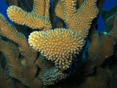 Pocillopora grandis