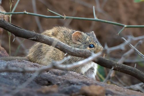 Indian Bush Rat