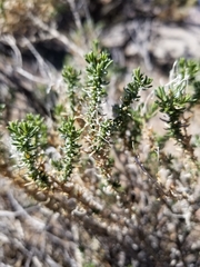 Peucephyllum schottii