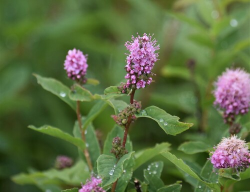 Spiraea douglasii