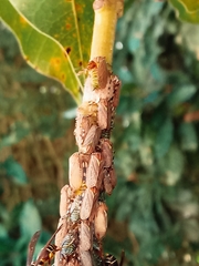 Aetalion reticulatum