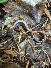 Plethodon cinereus image