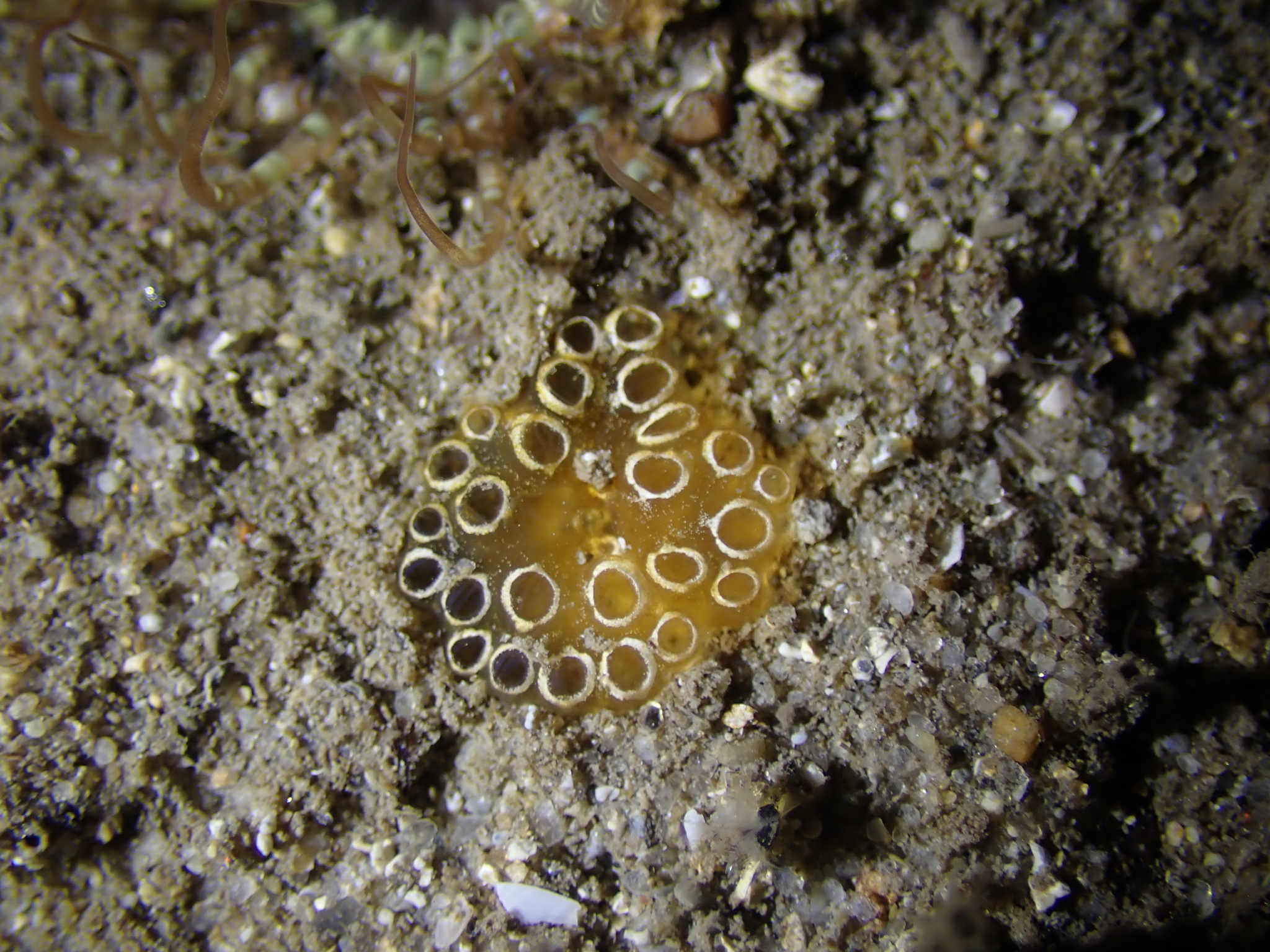 Distaplia bermudensis Van Name, 1902