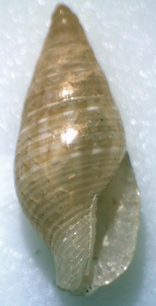 Pseudamycla