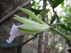 Vanilla polylepis