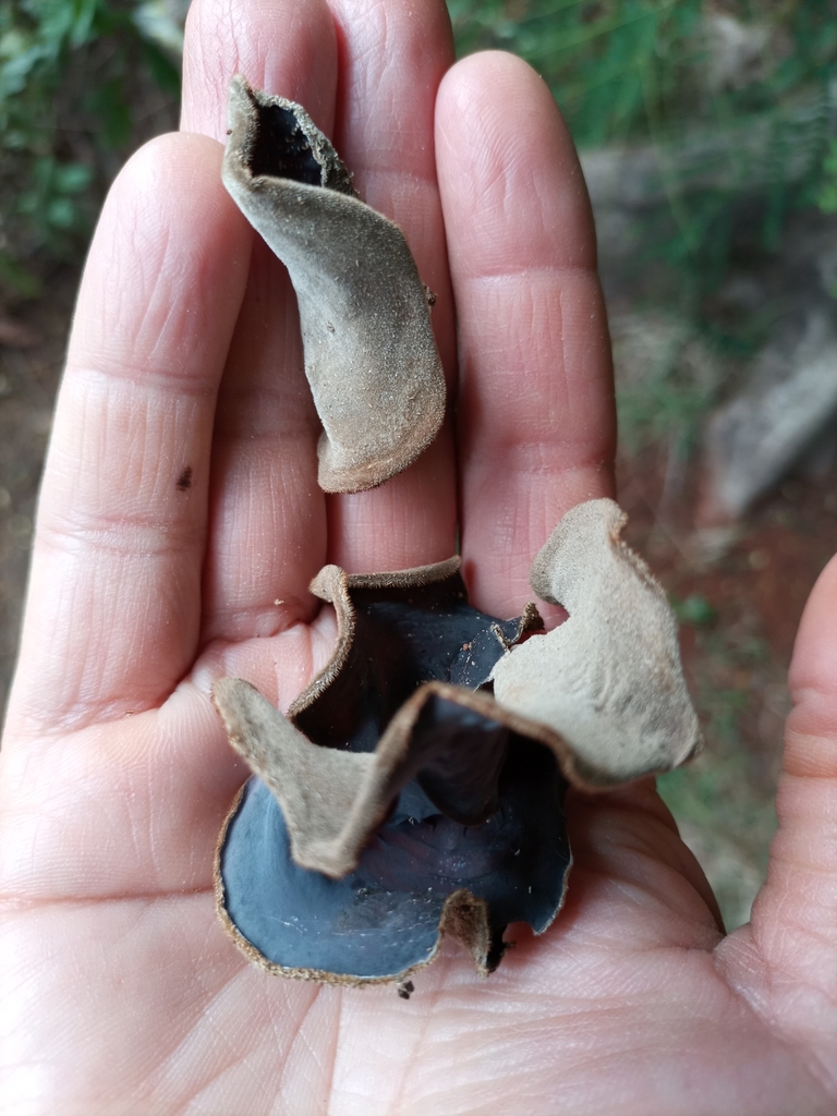 Auricularia nigricans · June 2023 · photo: © ronyristow (iNaturalist, cc-by)