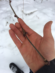 Sambucus racemosa racemosa