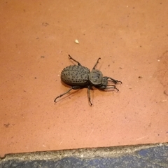 Scotobius pilularius