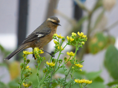 Conirostrum cinereum
