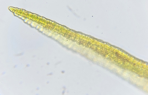 Image of Racomitrium fasciculare by (c) Helen Waterman, some rights reserved (CC BY)