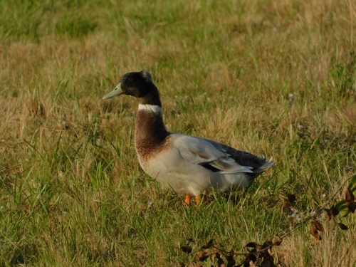 Domestic Mallard photographed in Florida