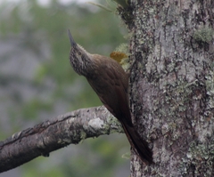 Dendrocolaptes platyrostris