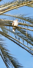 Buteo jamaicensis