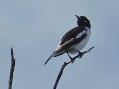 Certhionyx variegatus