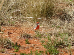 Epthianura tricolor