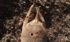 Hippa testudinaria