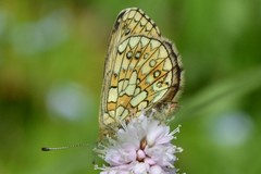 Boloria eunomia