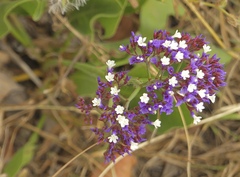 Limonium bourgeaui image