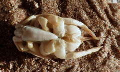 Hippa testudinaria