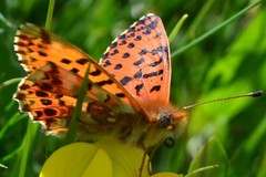 Boloria graeca