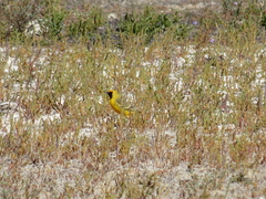 Epthianura aurifrons