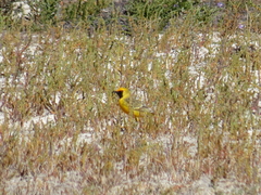 Epthianura aurifrons
